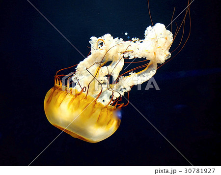 クラゲ 30781927