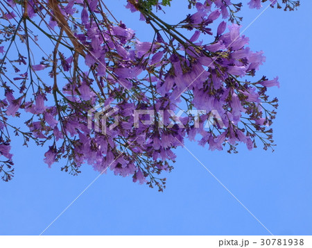 ジャカランダ、満開！ーその２ 30781938