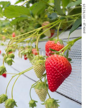 イチゴ畑 イチゴ畑 30782326