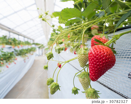 イチゴ畑 30782327