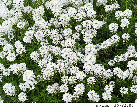 イベリス イベリス 30782580