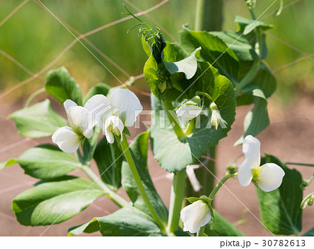 エンドウマメの花 エンドウマメの花 30782613