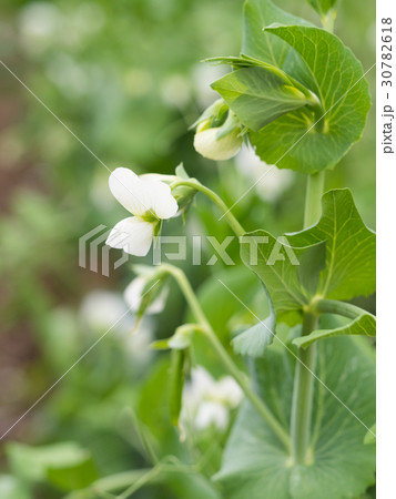 エンドウマメの花 エンドウマメの花 30782618