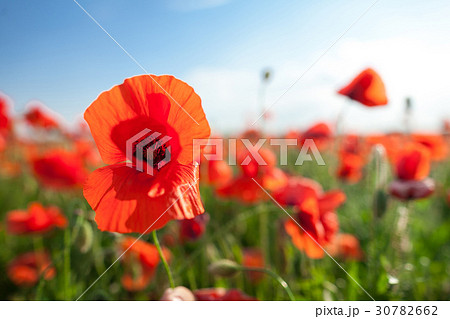 Nature, spring, blooming flowers concept - close 30782662