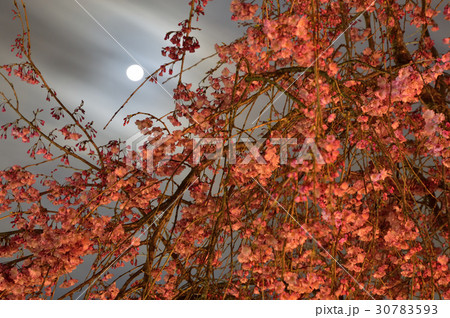 幻想的な夜桜 30783593