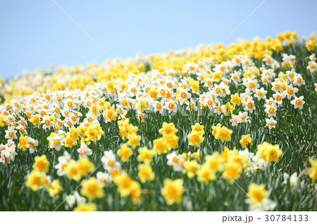 琵琶湖バレイの水仙の丘 30784133