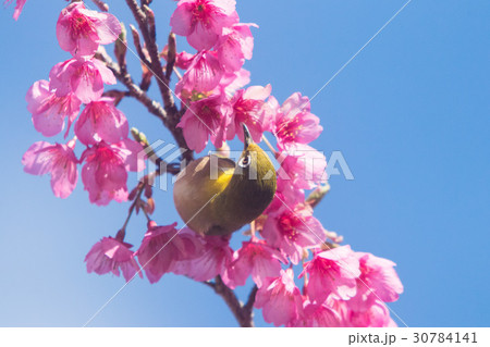 緋寒桜とメジロ 30784141
