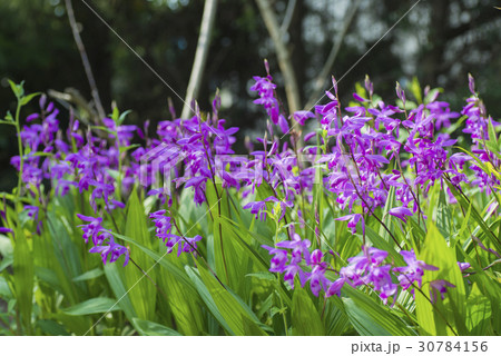 シラン シラン 30784156