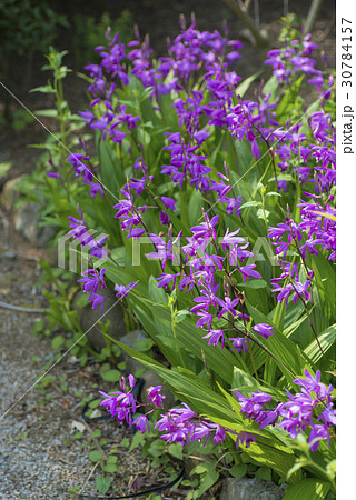 シラン シラン 30784157