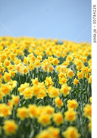 琵琶湖バレイの水仙の丘 30784226