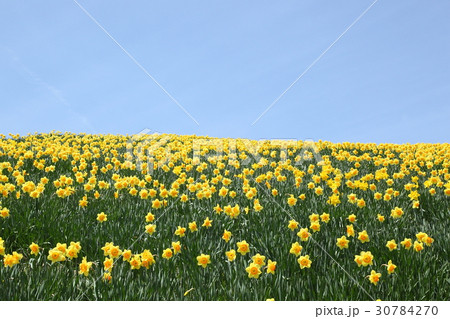 琵琶湖バレイの水仙の丘 琵琶湖バレイの水仙の丘 30784270