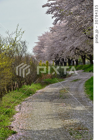 見沼田圃：緑のヘルシーロード 30784335