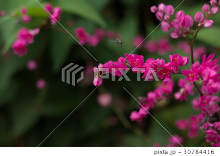pink flower 30784416