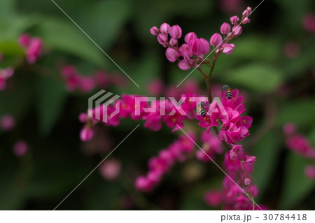 Pink Flower Pink Flower 30784418