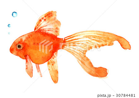 金魚 水彩 イラストのイラスト素材 30784481 Pixta
