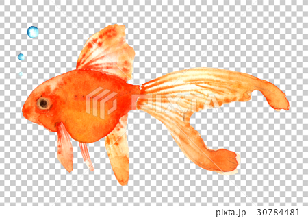 金魚 水彩 イラストのイラスト素材