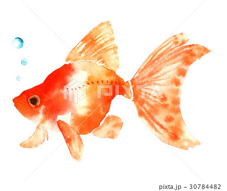 Goldfish Watercolor Illustration Stock Illustration