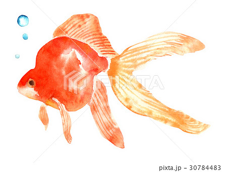 金魚 水彩 イラストのイラスト素材 30784483 Pixta