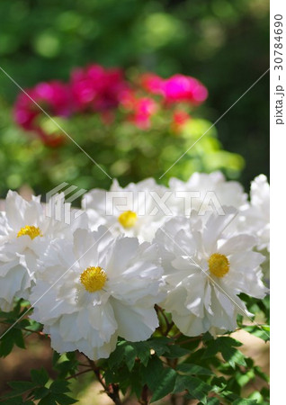 春の花 牡丹の花 春の花 牡丹の花 30784690