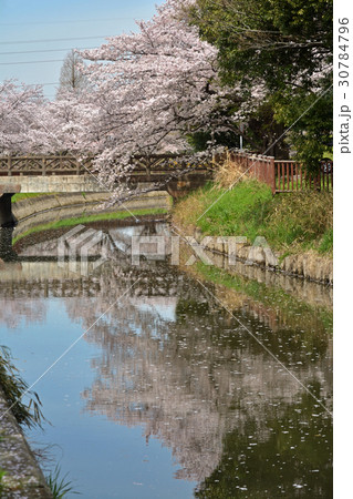 見沼田圃:桜満開の見沼代用水東縁 見沼田圃:桜満開の見沼代用水東縁 30784796