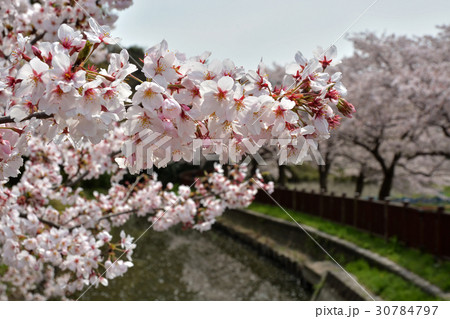 見沼田圃:桜満開の見沼代用水東縁 見沼田圃:桜満開の見沼代用水東縁 30784797