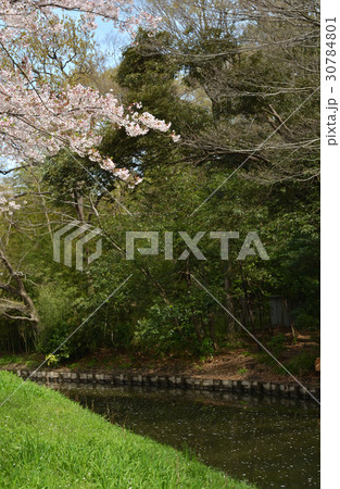 見沼田圃:桜満開の見沼代用水東縁 見沼田圃:桜満開の見沼代用水東縁 30784801