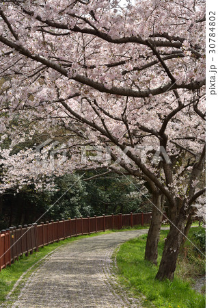 見沼田圃：桜満開の緑のヘルシーロード 30784802