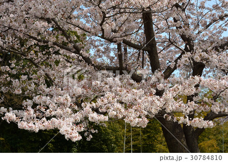 見沼田圃:桜満開の見沼代用水東縁 見沼田圃:桜満開の見沼代用水東縁 30784810