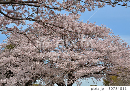 見沼田圃:桜満開の見沼代用水東縁 見沼田圃:桜満開の見沼代用水東縁 30784811