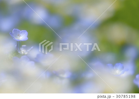 眩い光の中のネモフィラ 30785198