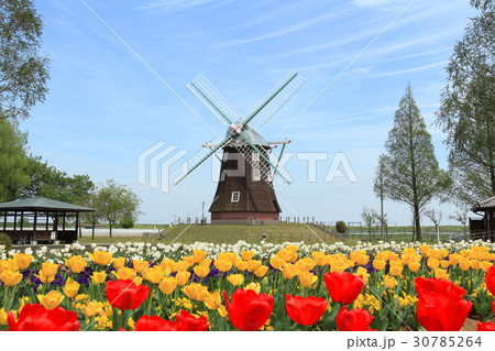 あけぼの山公園　チューリップ 30785264