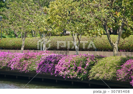 ブーゲンビリア、ブーゲンビレアの花（Bougainvillea, Bougain Villea） 30785408