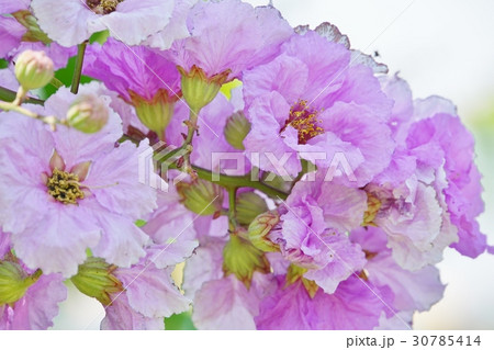 バナバ、オオバナサルスベリ（Banaba, Lagerstroemia speciosa） 30785414