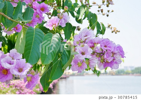 バナバ、オオバナサルスベリ（Banaba, Lagerstroemia speciosa） 30785415