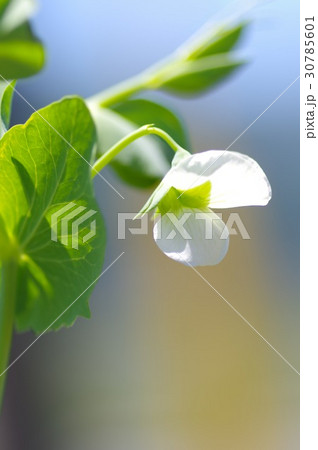 絹サヤの可憐な白い花 30785601