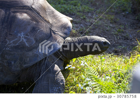Animals Animals 30785758
