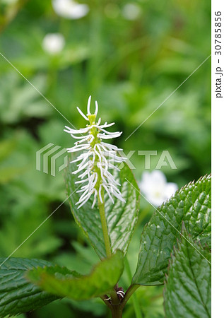 ヒトリシズカ 30785856