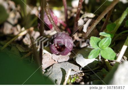 オクエゾサイシン 30785857