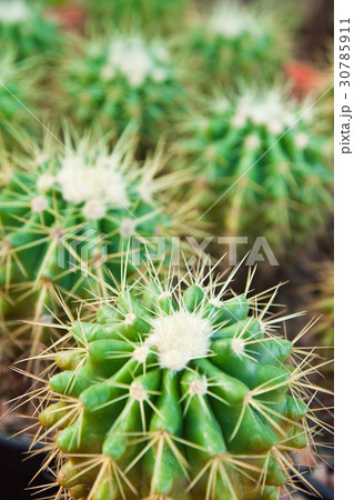 cactus close up 30785911
