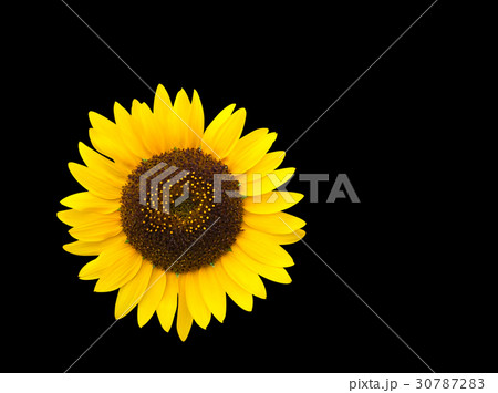 Sunflower on black background with clipping path 30787283