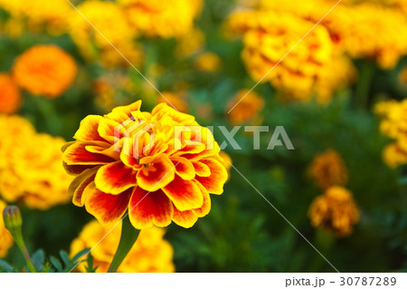 the yellow marigold the yellow marigold 30787289