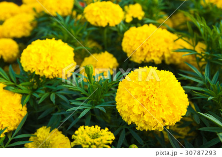the yellow marigold the yellow marigold 30787293