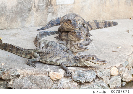 Young Crocodiles resting 30787371