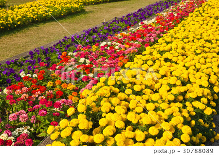 colorful flower in the garden colorful flower in the garden 30788089