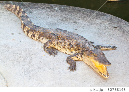 Crocodile resting beside the pool Crocodile resting beside the pool 30788143