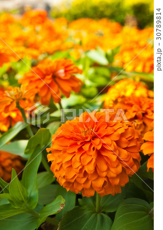 Orange Zinnia flowers in the garden Orange Zinnia flowers in the garden 30789814