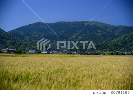 新緑の天山と麦畑 30791199