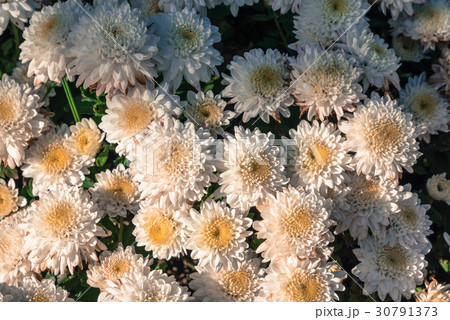 White chrysanthemum flowers wallpaper background 30791373