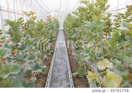 Melon or Cantaloupe in Greenhouse. Melon or Cantaloupe in Greenhouse. 30791758