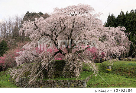 又兵衛桜5 30792284